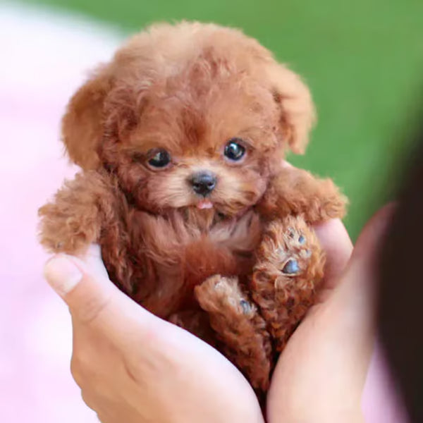 🐶Realistic Robot Puppy