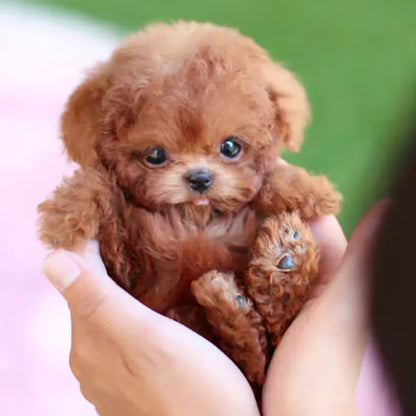 🐶Realistic Robot Puppy